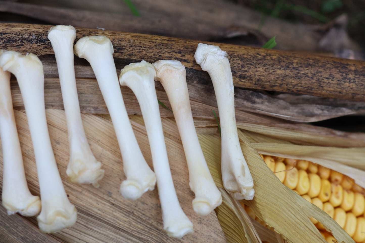 Kitten Bone Lot