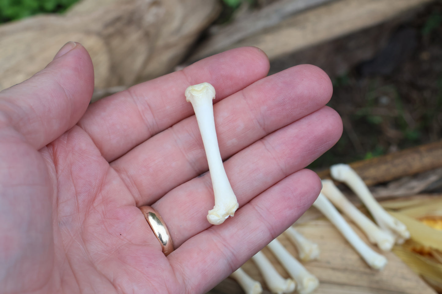 Kitten Bone Lot