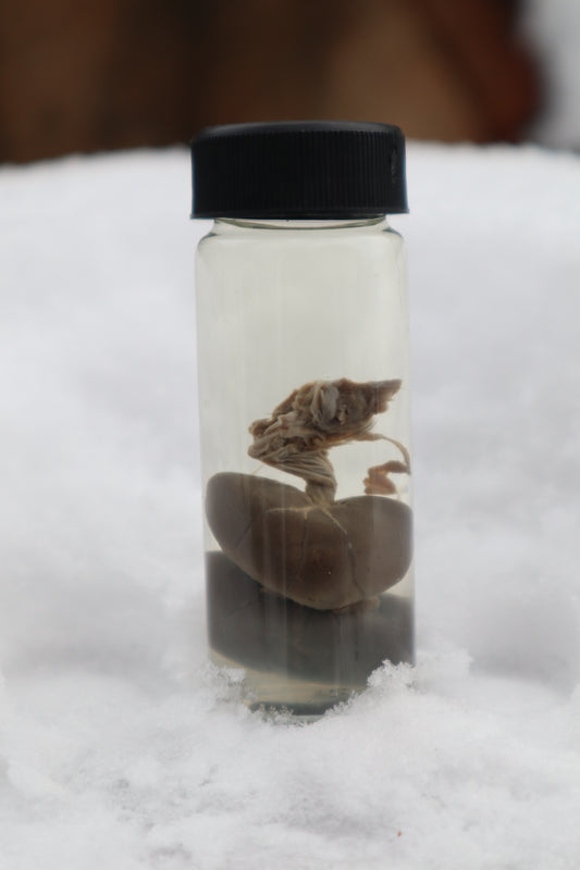 Kitten Kidneys Wet Specimen