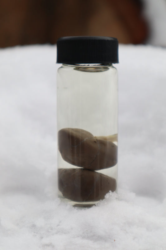Kitten Kidneys Wet Specimen