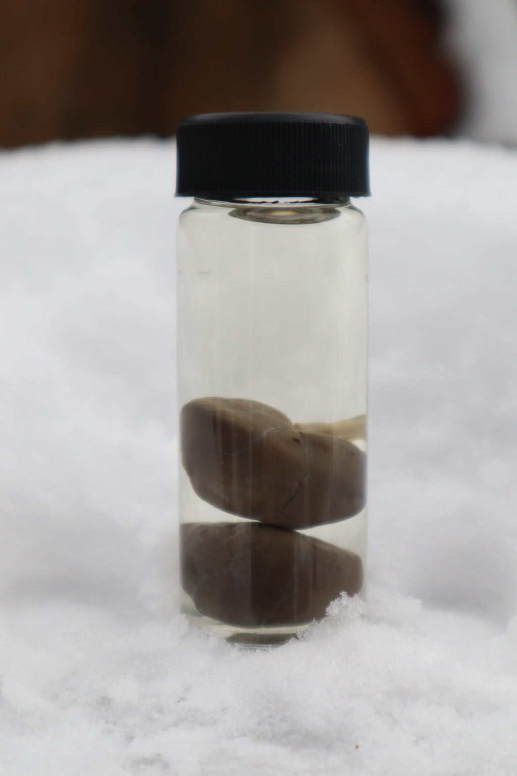 Kitten Kidneys Wet Specimen