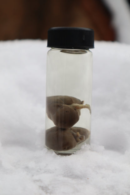 Kitten Kidneys Wet Specimen