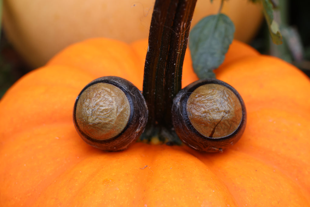 Dry Preserved Bobcat Eyeballs