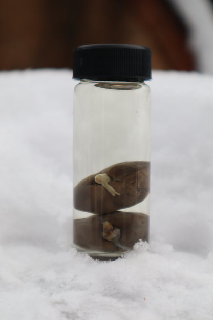 Kitten Kidneys Wet Specimen