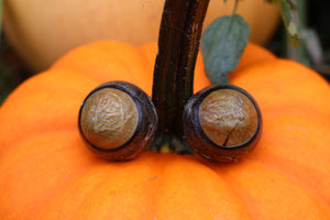 Dry Preserved Bobcat Eyeballs
