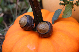 Dry Preserved Bobcat Eyeballs