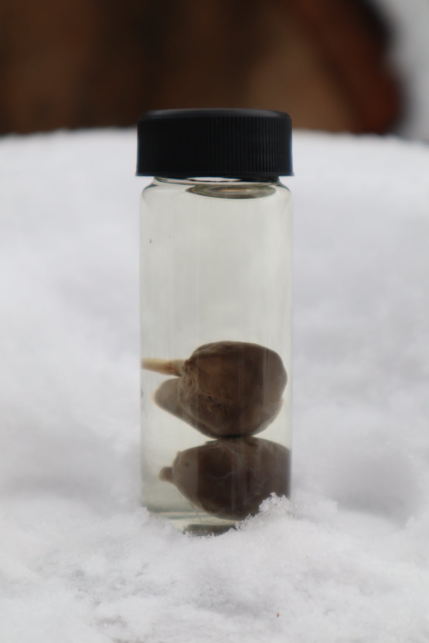 Kitten Kidneys Wet Specimen