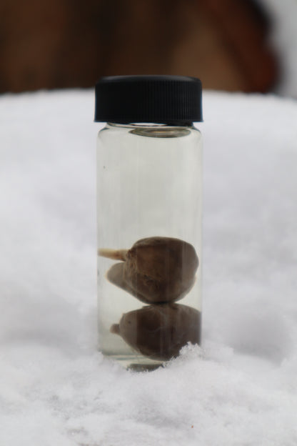 Kitten Kidneys Wet Specimen