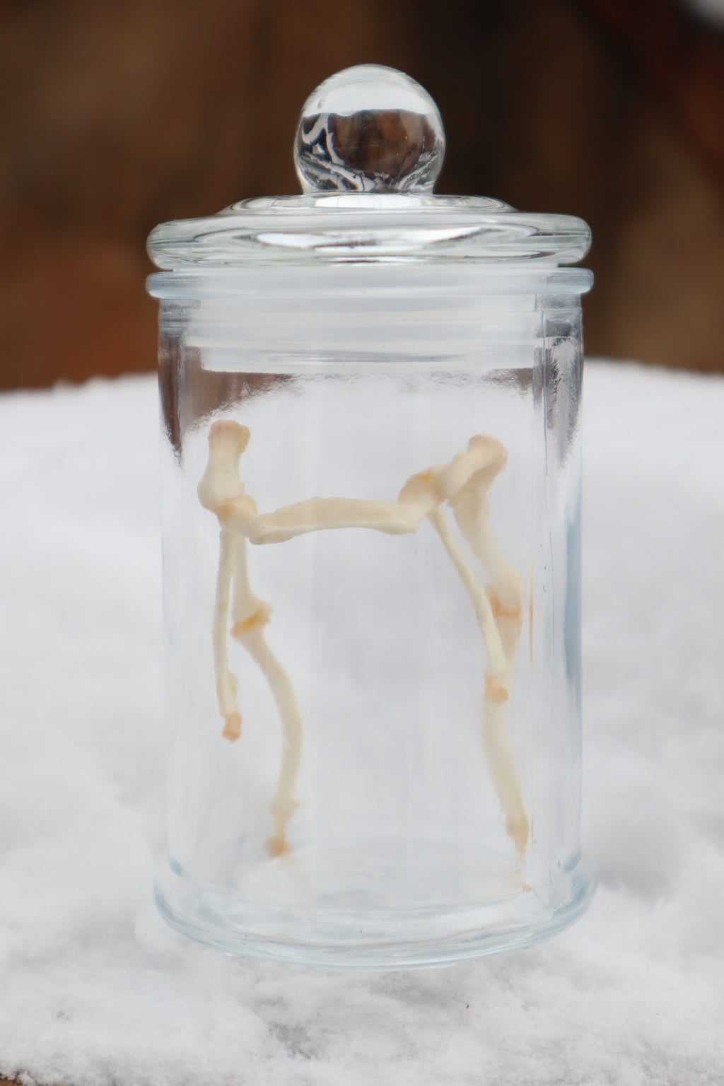 Wolf Hyoid Apparatus Articulation