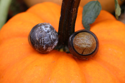Dry Preserved Bobcat Eyeballs