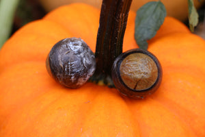 Dry Preserved Bobcat Eyeballs