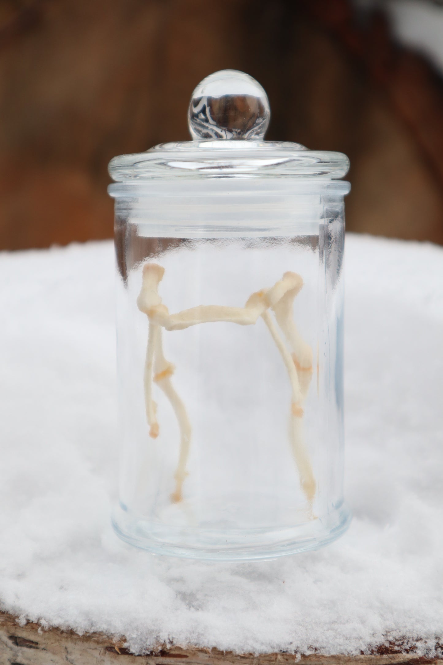 Wolf Hyoid Apparatus Articulation