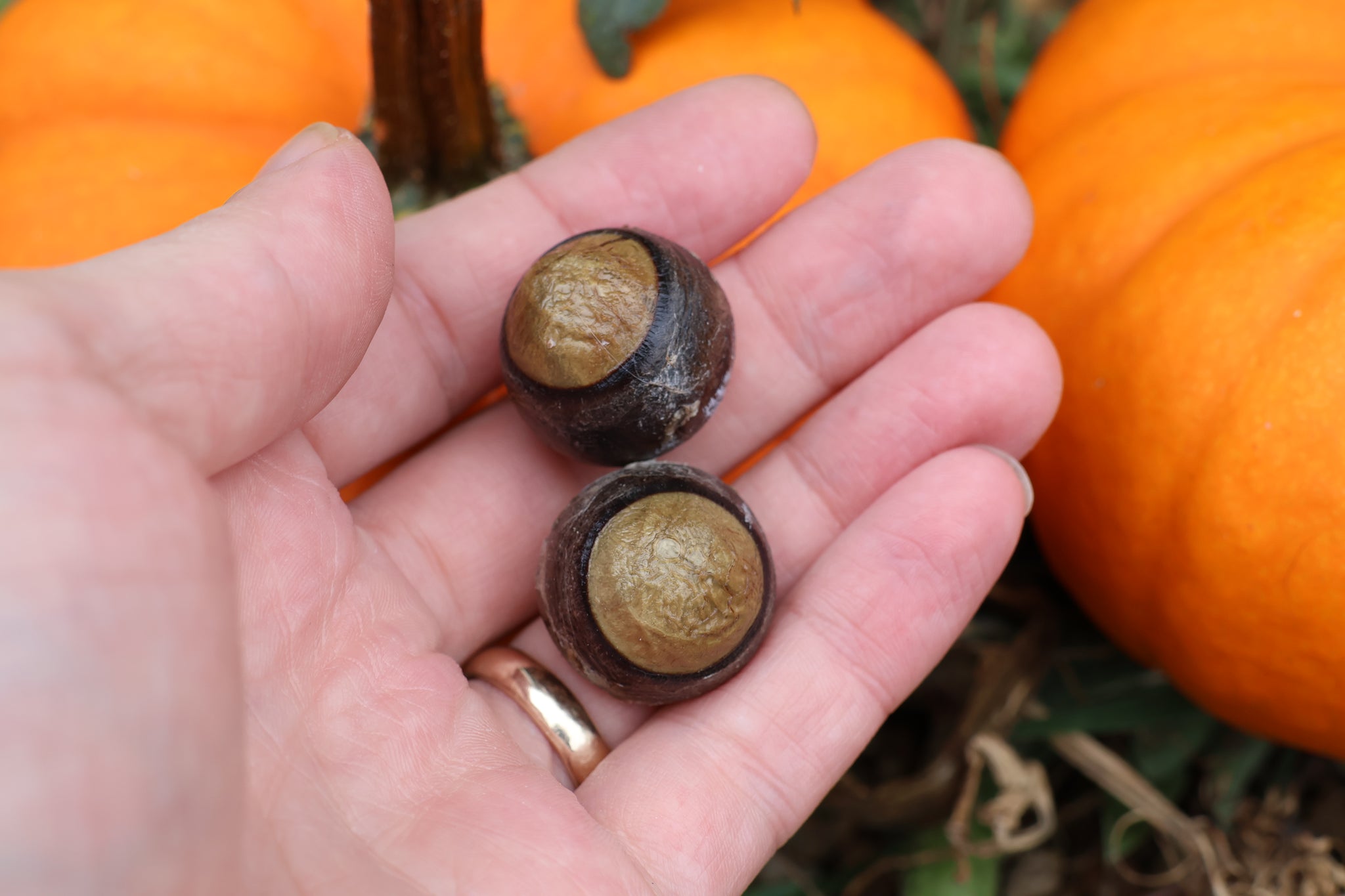 Dry Preserved Bobcat Eyeballs