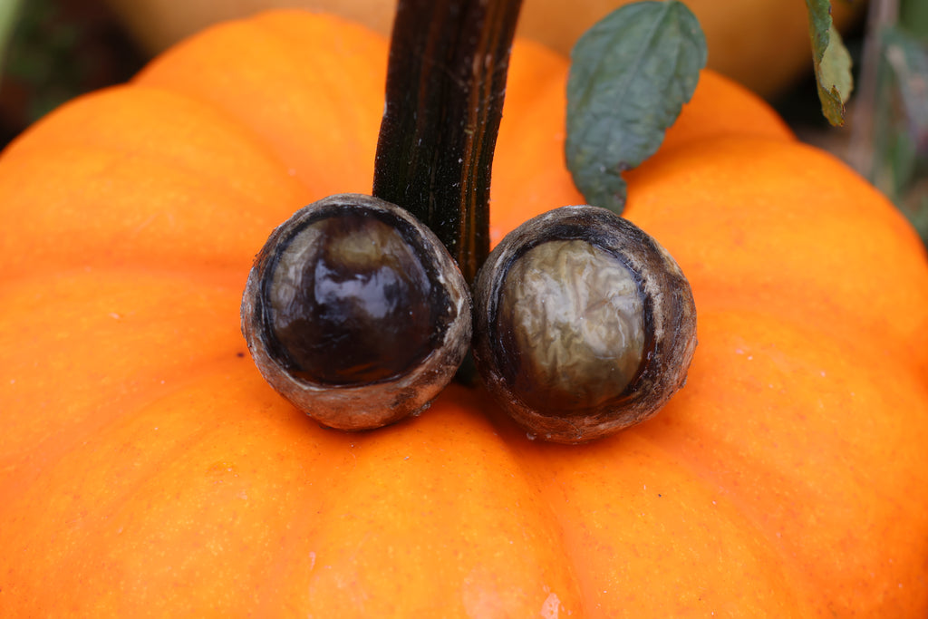 Dry Preserved Wolf Eyeballs