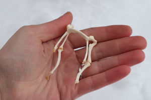 Wolf Hyoid Apparatus Articulation