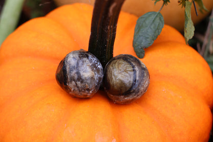 Dry Preserved Wolf Eyeballs
