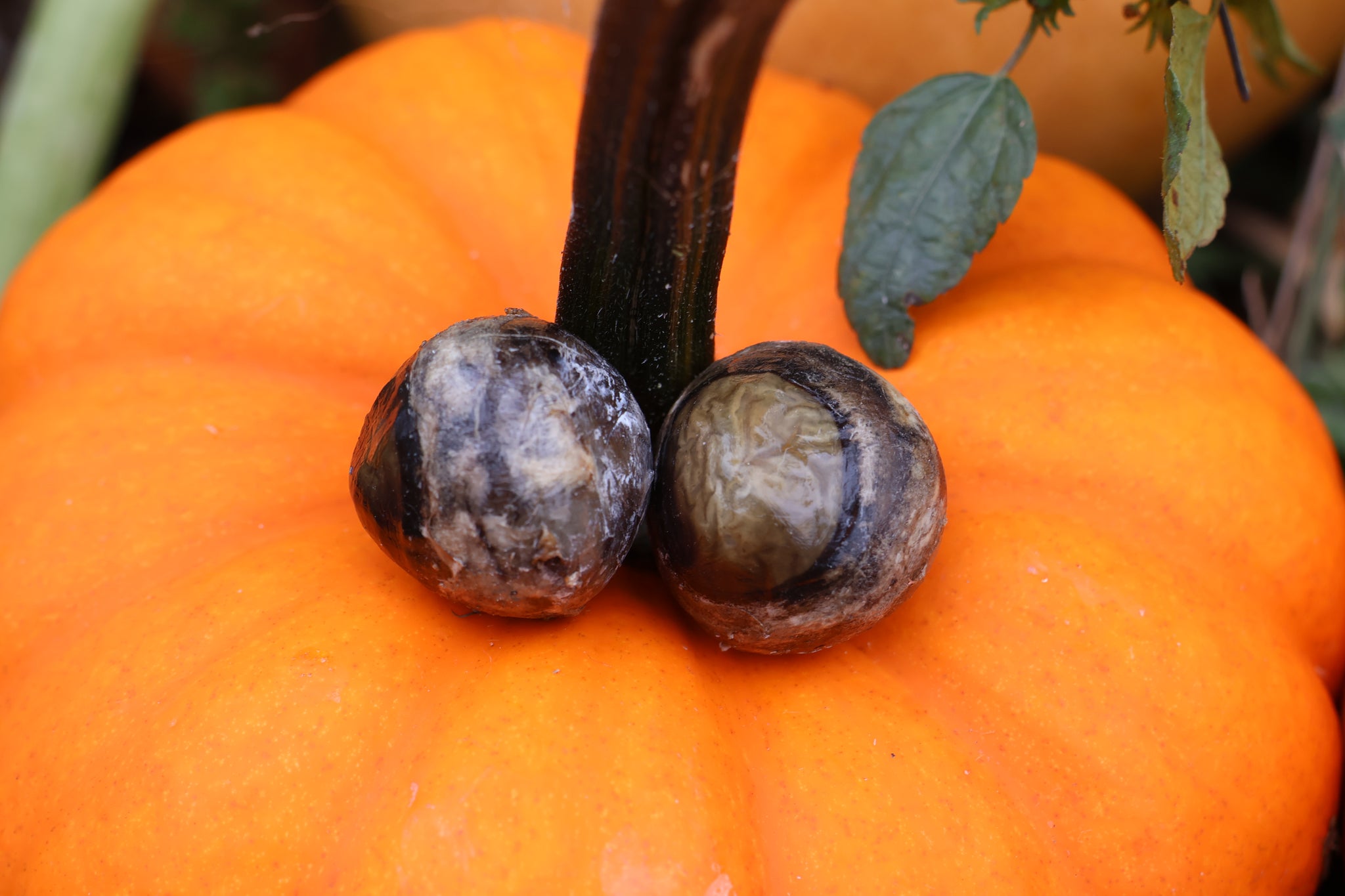 Dry Preserved Wolf Eyeballs