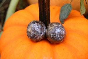 Dry Preserved Wolf Eyeballs