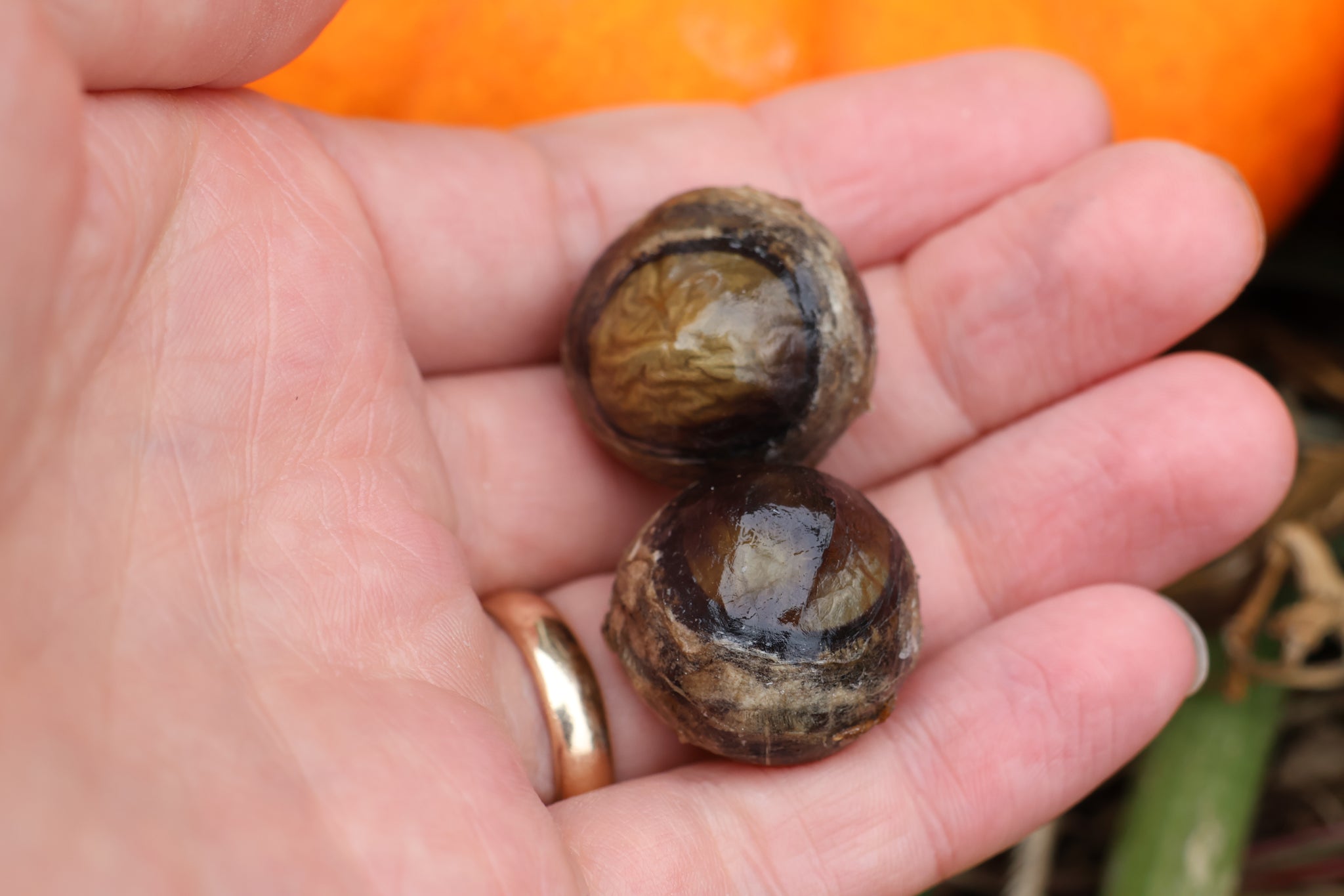 Dry Preserved Wolf Eyeballs
