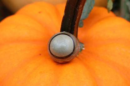 Dry Preserved Bobcat Eyeball