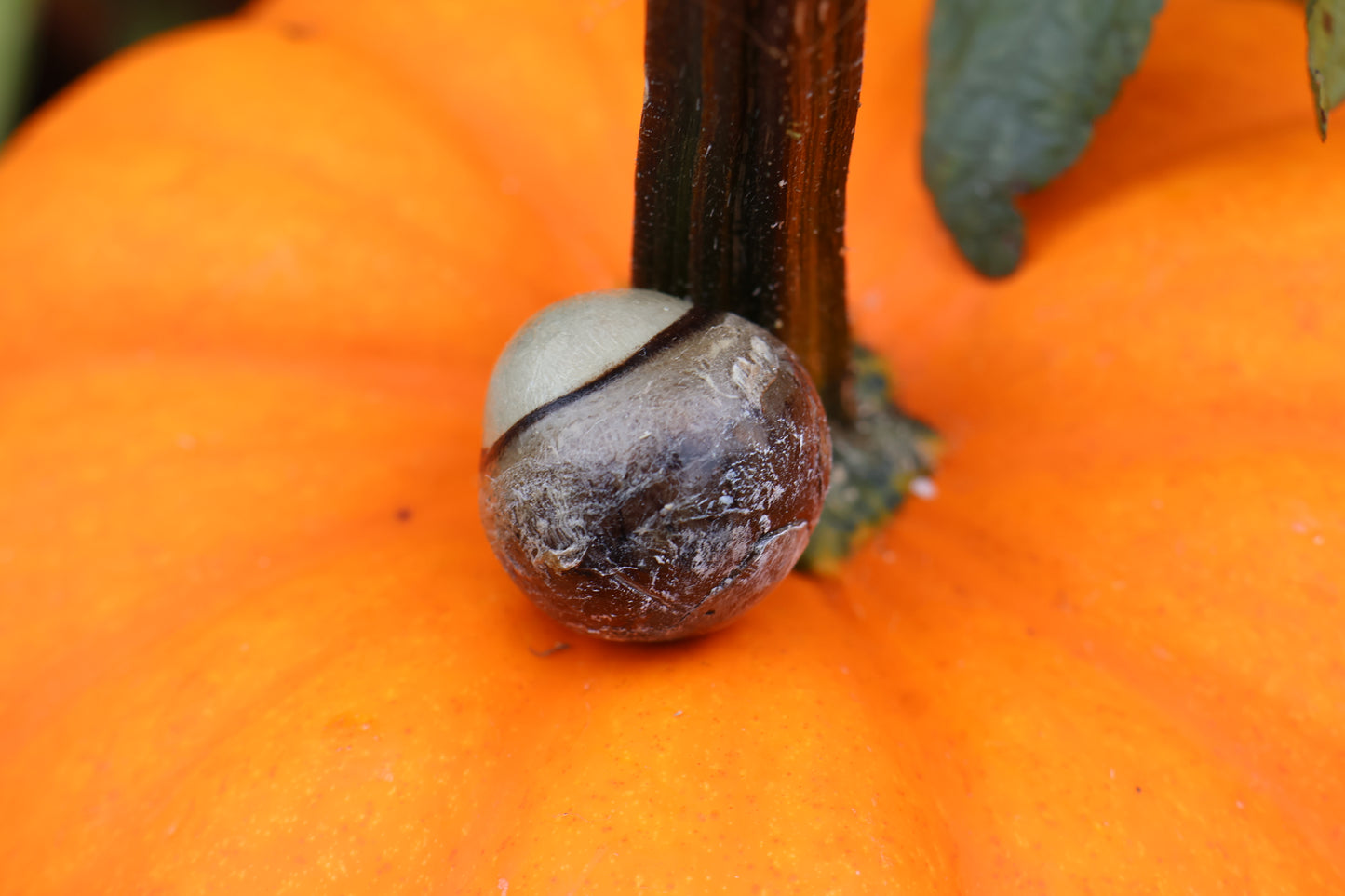 Dry Preserved Bobcat Eyeball