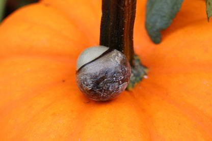 Dry Preserved Bobcat Eyeball