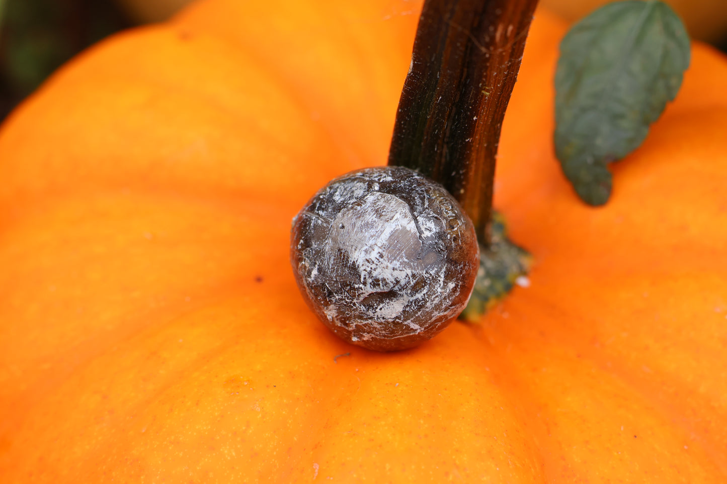 Dry Preserved Bobcat Eyeball