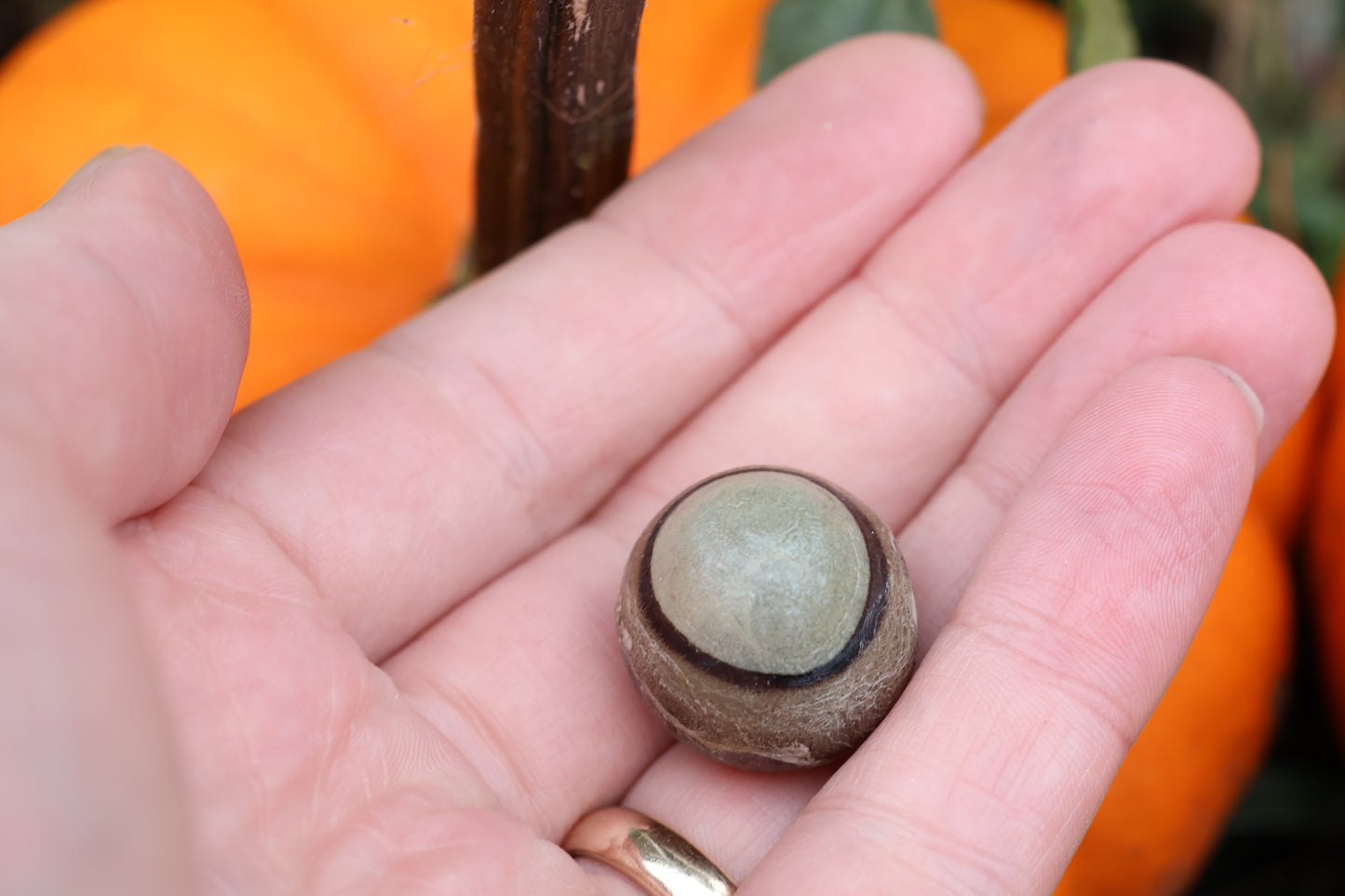 Dry Preserved Bobcat Eyeball