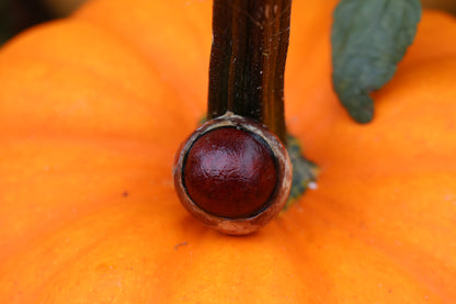 Red Dry Preserved Coyote Eyeball