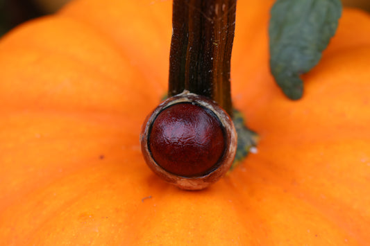 Red Dry Preserved Coyote Eyeball