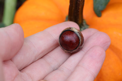 Red Dry Preserved Coyote Eyeball