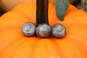 Three Dry Preserved Fish Eyeballs