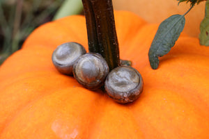 Three Dry Preserved Fish Eyeballs