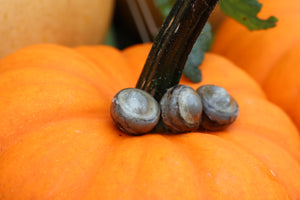 Three Dry Preserved Fish Eyeballs