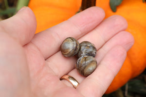 Three Dry Preserved Fish Eyeballs