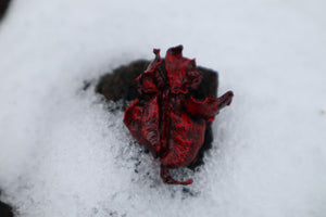 Dry Preserved Kitten Lungs