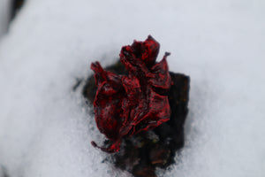 Dry Preserved Kitten Lungs