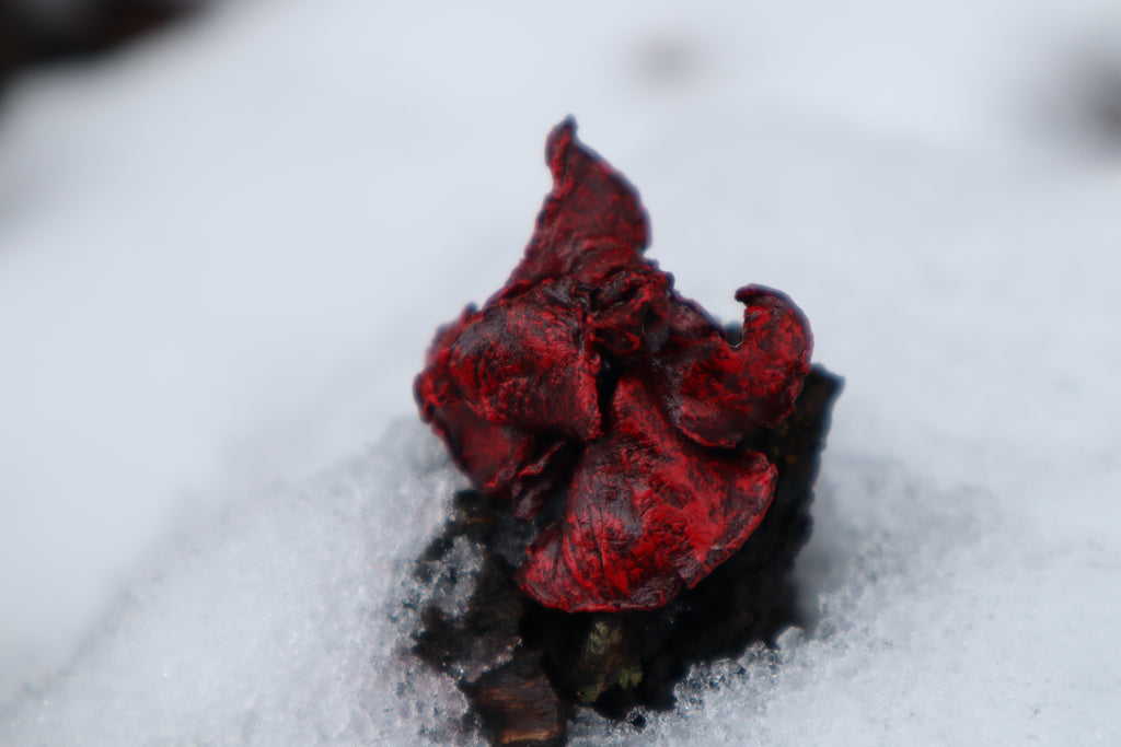 Dry Preserved Kitten Lungs