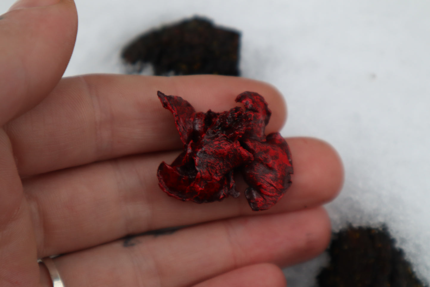 Dry Preserved Kitten Lungs