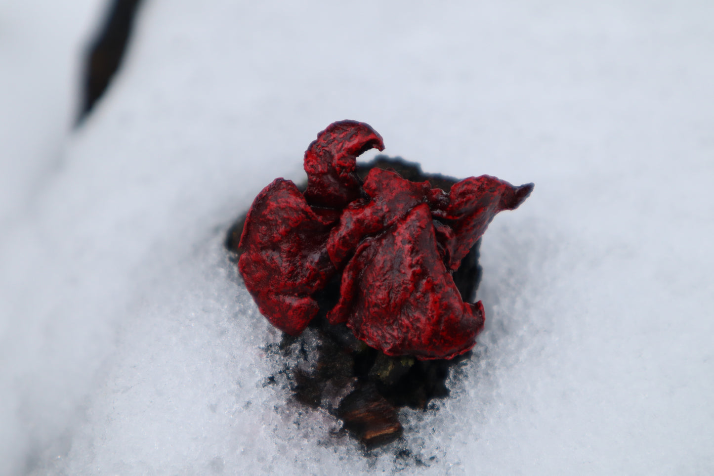 Dry Preserved Kitten Lungs
