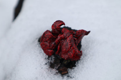 Dry Preserved Kitten Lungs