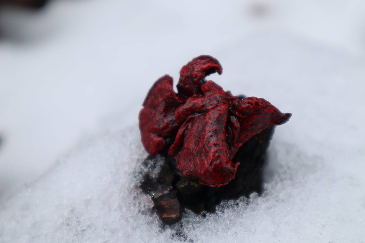 Dry Preserved Kitten Lungs