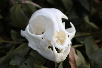 Geriatric Bobcat Skull