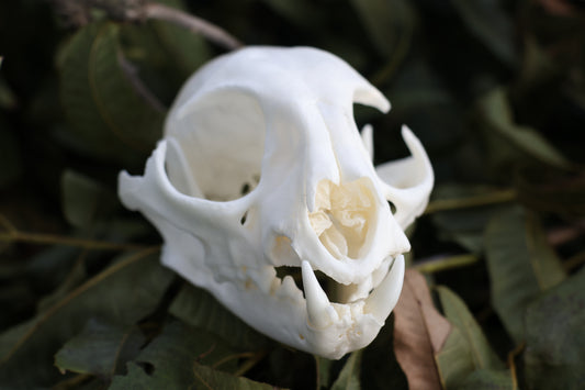 Geriatric Bobcat Skull