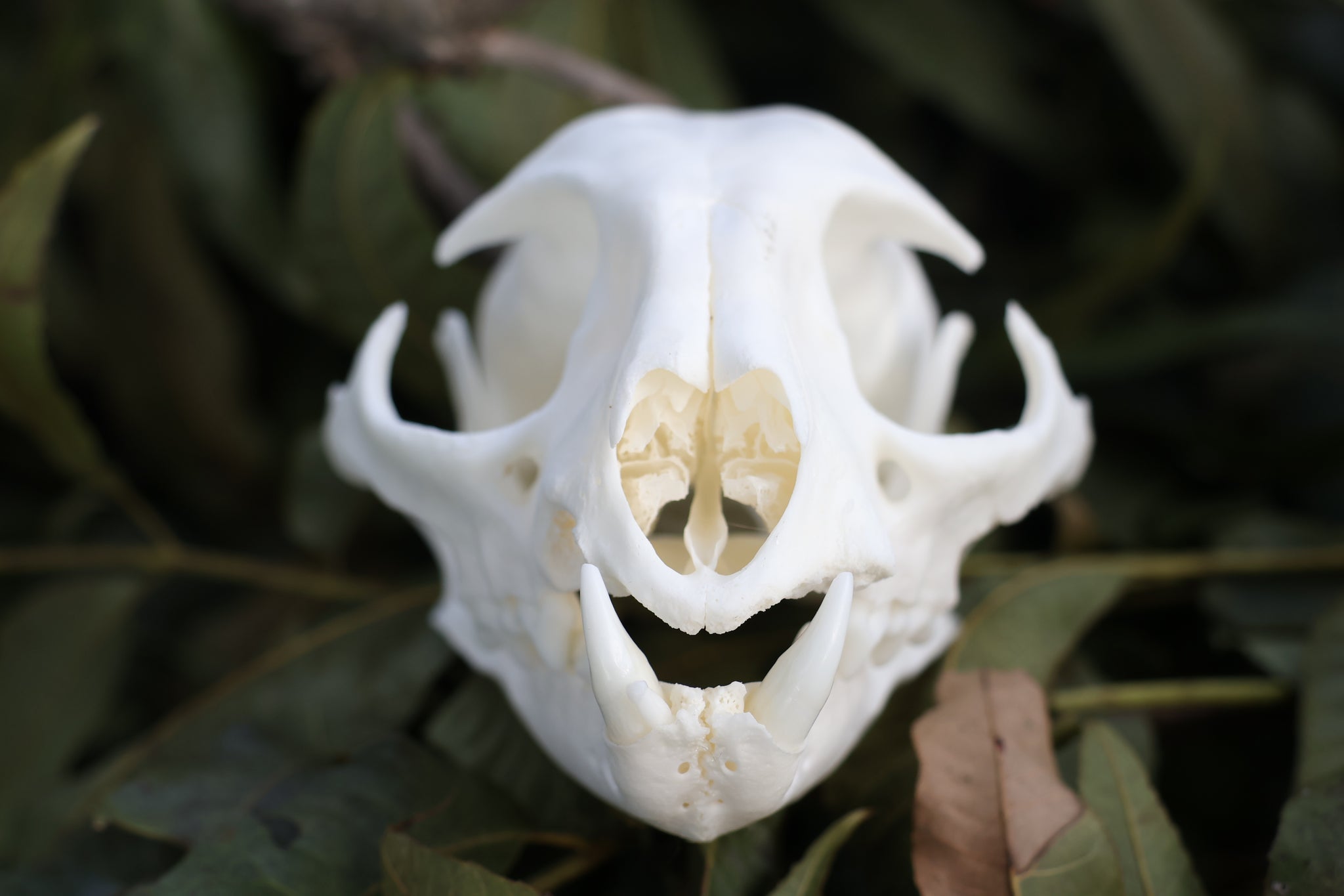 Reserved for Mildred - Bobcat Paw Knife, Geriatric Bobcat Skull, and Skull with Eyeballs 2/3
