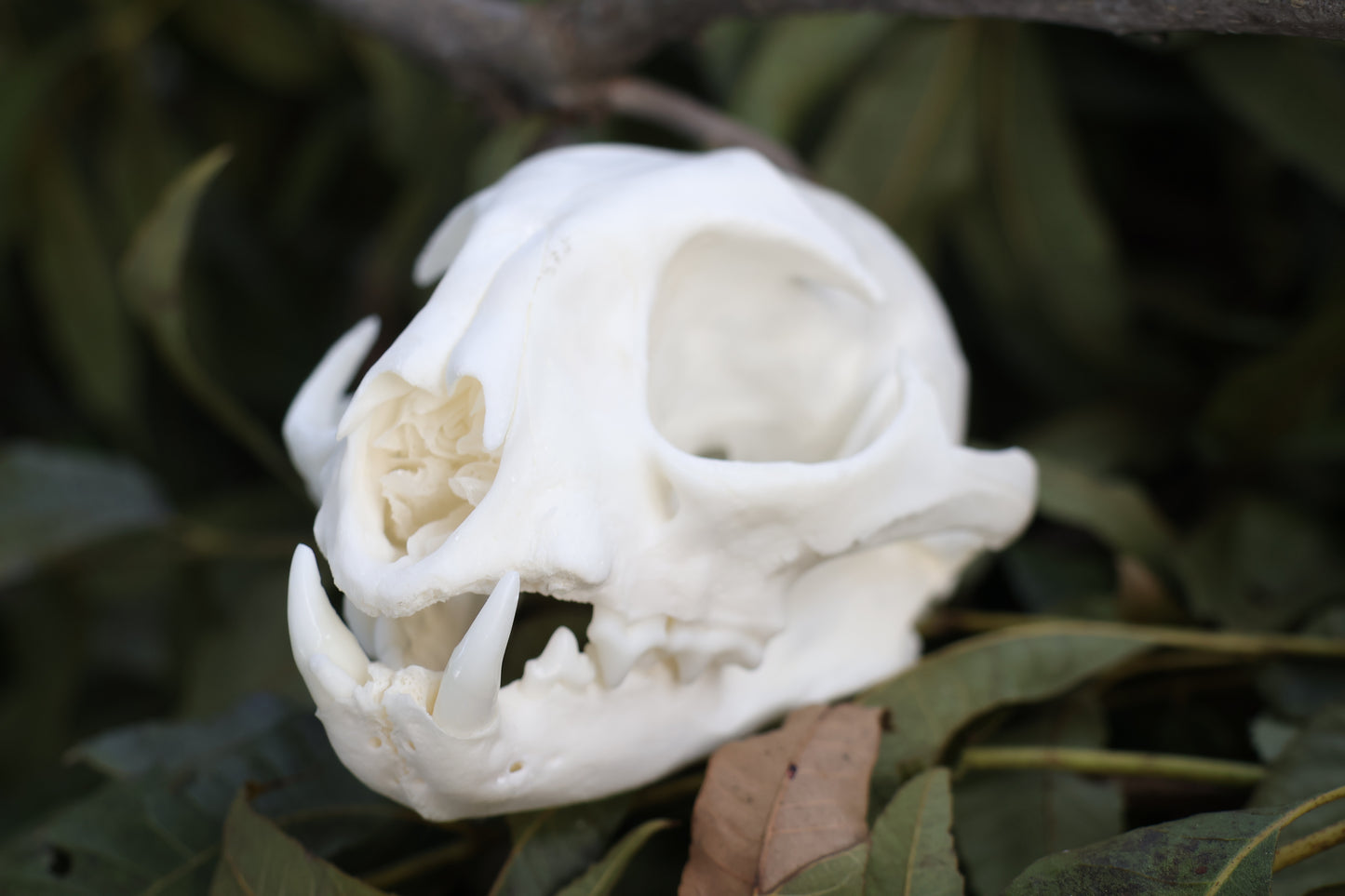 Geriatric Bobcat Skull