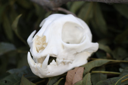 Geriatric Bobcat Skull
