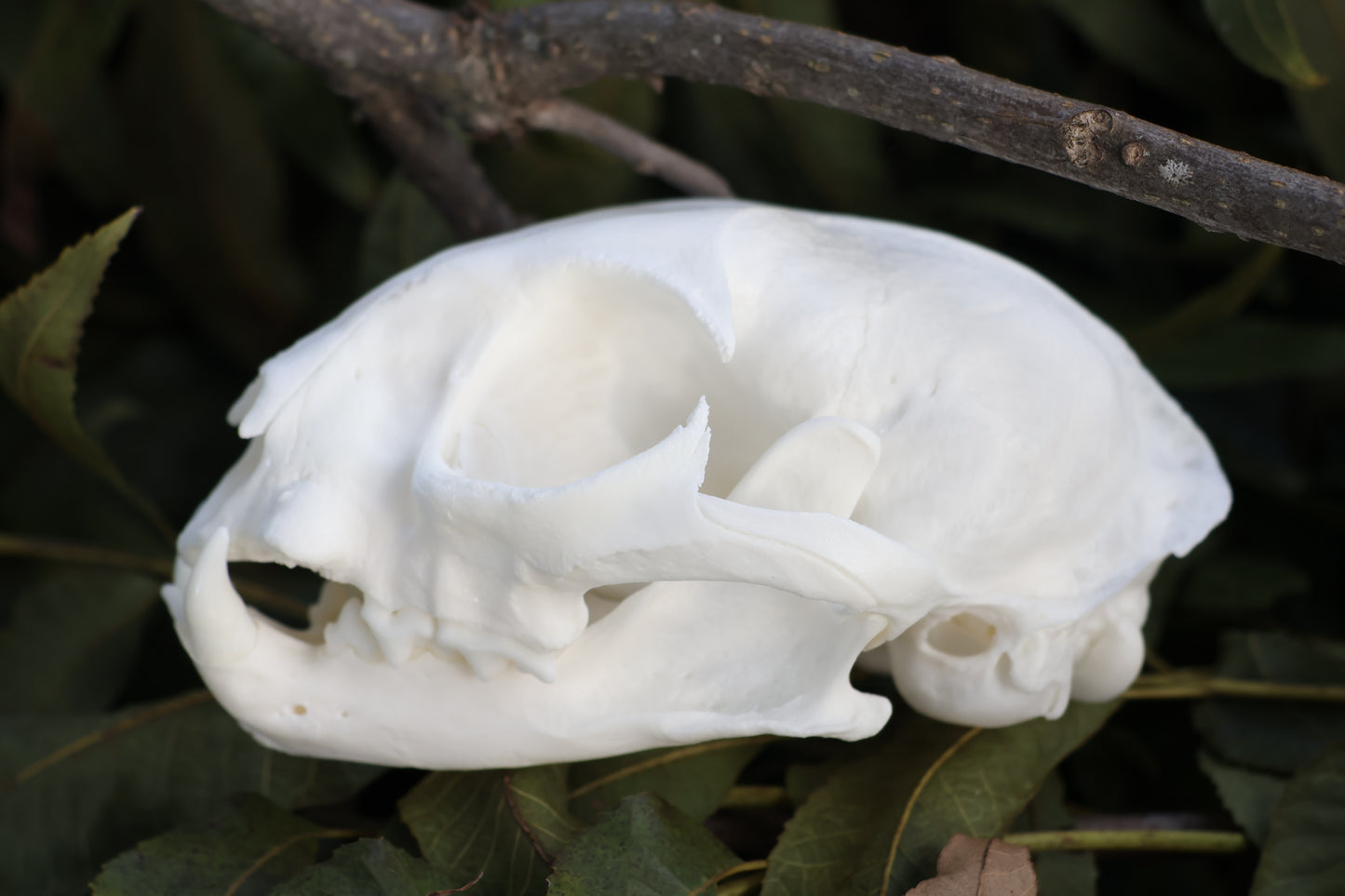 Geriatric Bobcat Skull