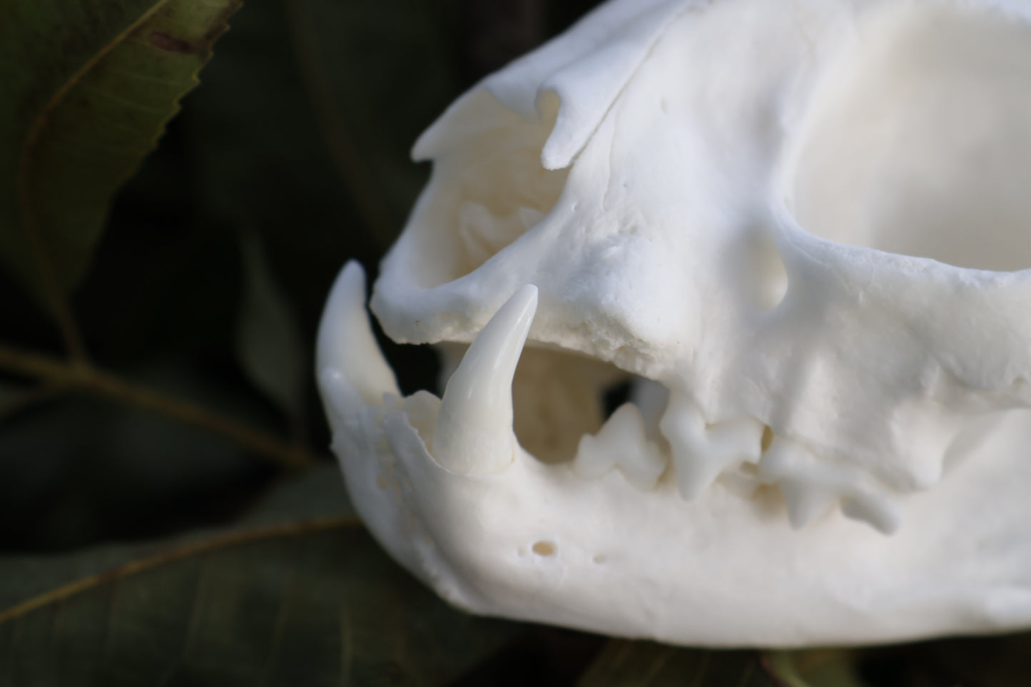 Geriatric Bobcat Skull