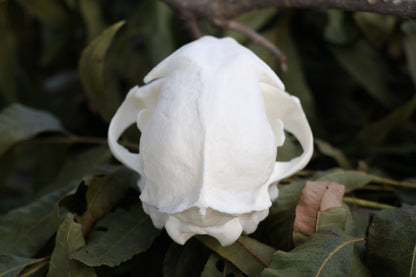 Geriatric Bobcat Skull